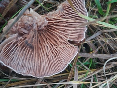 Lactarius vietus