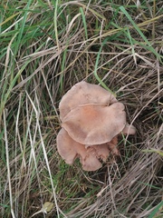 Lactarius vietus