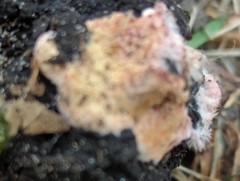 Pachyphlodes thysellii