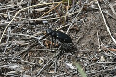 Cicindela longilabris