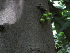 Ficus racemosa