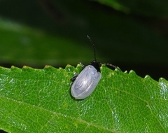 Chrysomelidae