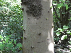 Ficus racemosa