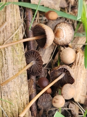 Psathyrella longicauda