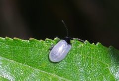 Chrysomelidae