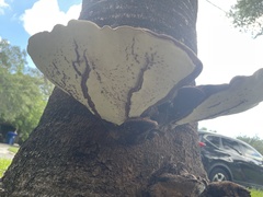 Ganoderma zonatum