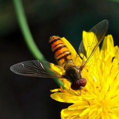 Episyrphus balteatus