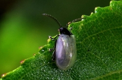 Chrysomelidae