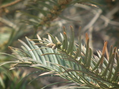Cephalotaxus