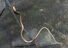 Dendrelaphis pictus