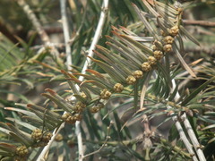 Cephalotaxus