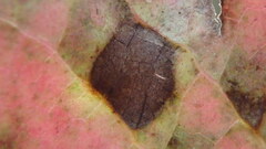 Mycosphaerella fraxinicola