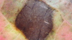 Mycosphaerella fraxinicola