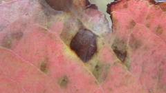 Mycosphaerella fraxinicola