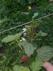 Marrubieae