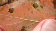 Mycosphaerella fraxinicola