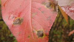 Mycosphaerella fraxinicola