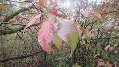 Mycosphaerella fraxinicola