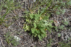Potentilla pensylvanica