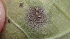 Mycosphaerella fraxinicola