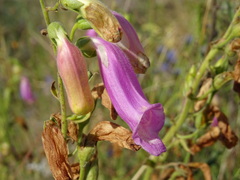 Digitalis thapsi