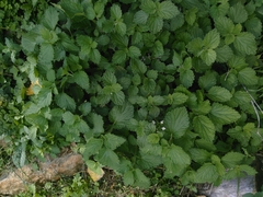 Marrubieae