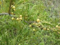 Phyllanthus emblica