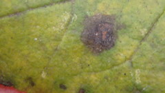 Mycosphaerella fraxinicola