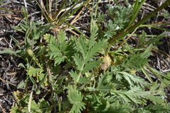 Potentilla pensylvanica