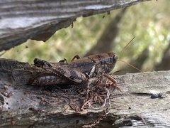 Melanoplus ponderosus