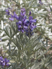 Lupinus obtusilobus