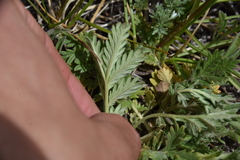 Potentilla pensylvanica