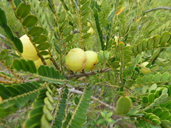 Phyllanthus emblica