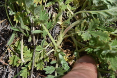 Potentilla pensylvanica