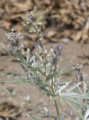 Lupinus obtusilobus