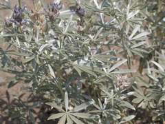 Lupinus obtusilobus