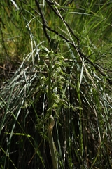 Bipinnula plumosa