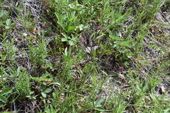 Penstemon procerus