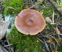 Lactarius hepaticus