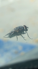 Calyptratae