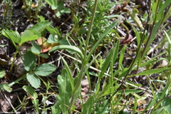 Penstemon procerus