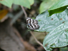 Limenitidinae