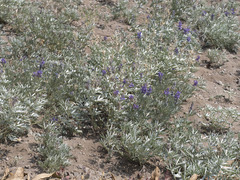 Lupinus obtusilobus