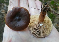 Lactarius hepaticus