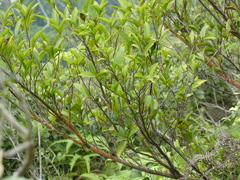 Ficus formosana