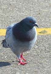 Columba livia domestica