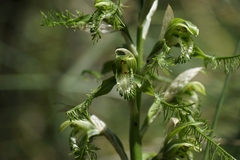 Bipinnula plumosa