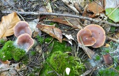Lactarius hepaticus