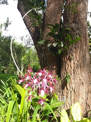 Laelia undulata
