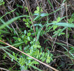 Vicia sativa